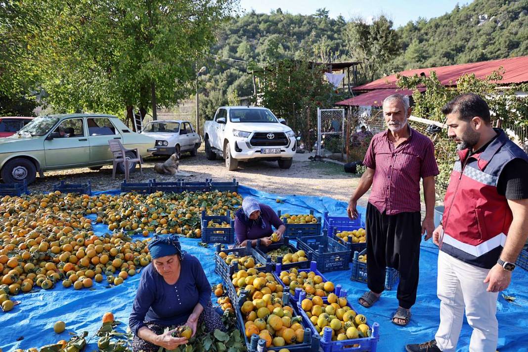 Bu meyvenin yaş kilosu 20 TL, kuru kilosu 200 TL! O köyün en büyük geçim kaynağı 7